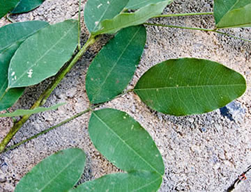 leaves
